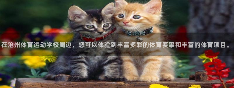 3377体育官方正版app代理：在沧州体育运动学校周边，您可